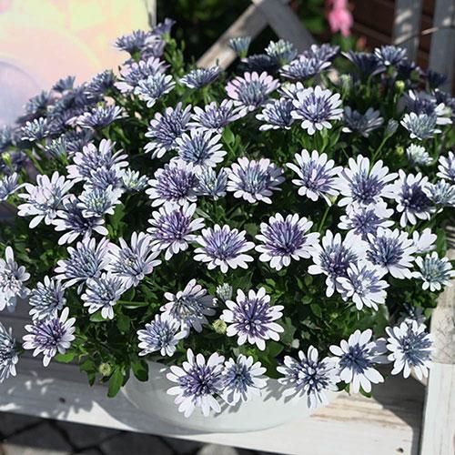 Osteospermum Ecklonis 3D™ ‘Steel Blue’ (African Daisy)
