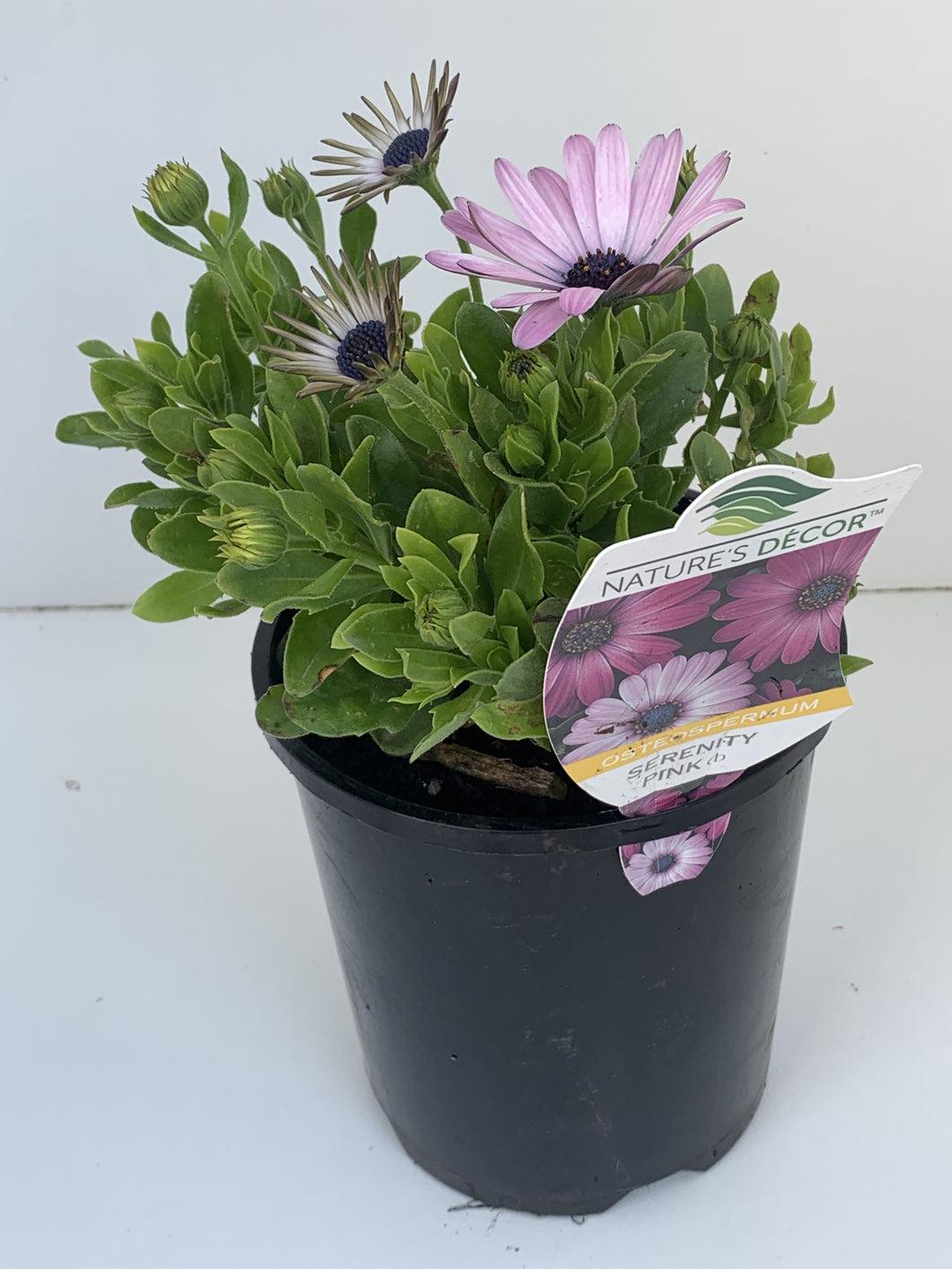 Osteospermum Ecklonis Serenity™ Pink (African Daisy)