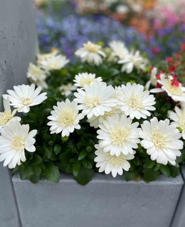 Osteospermum '3D White' (African Daisy)