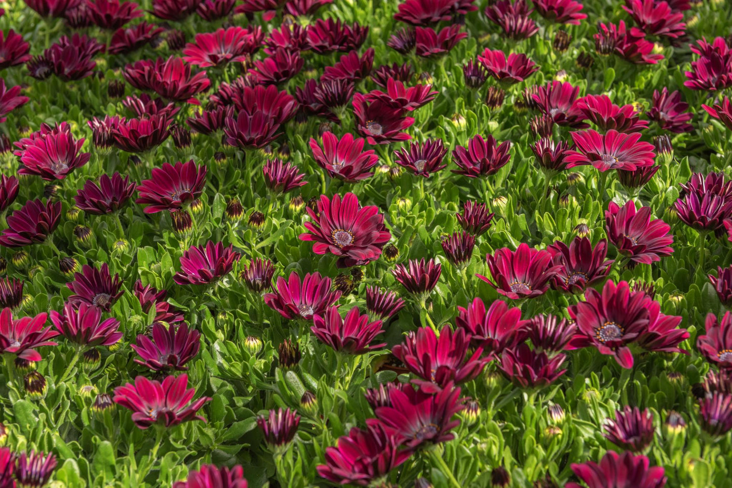 Osteospermum ‘Serenity Red’ (African Daisy)