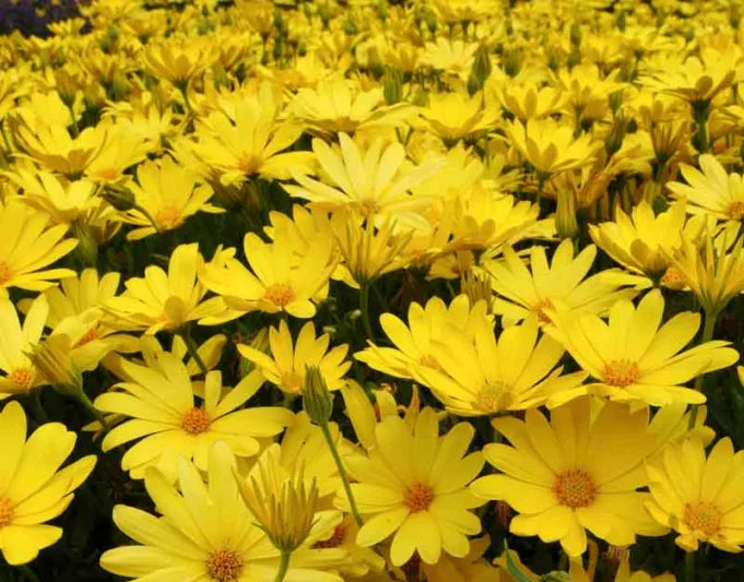 Osteospermum 'Voltage Gold' (Voltage Gold African Daisy)