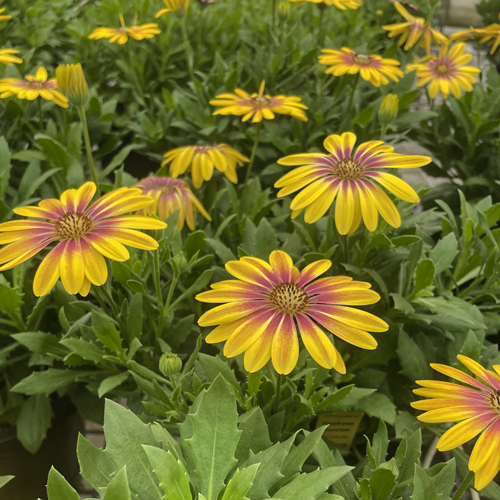 Osteospermum Pop Eye Sunrise