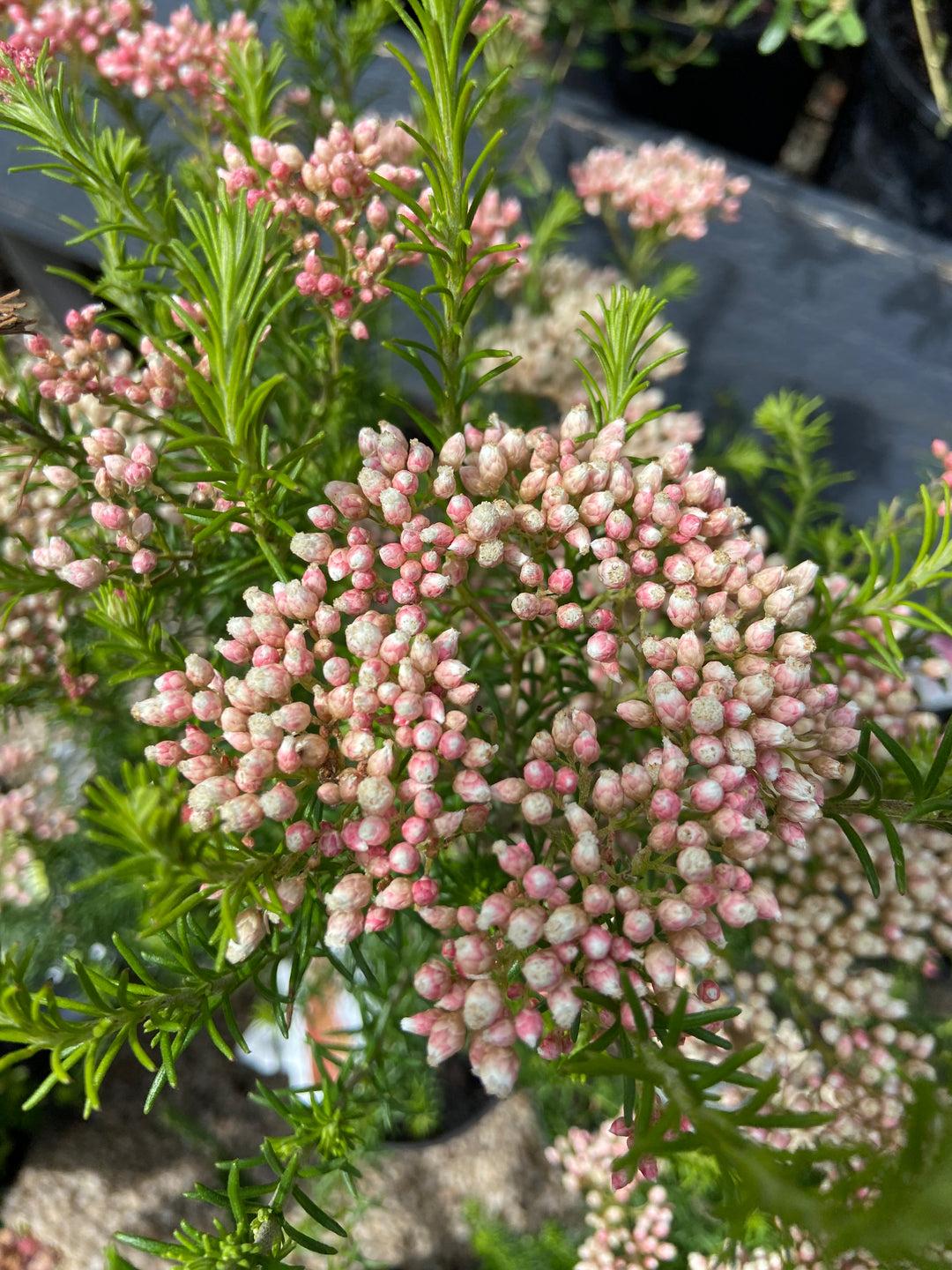 Ozothamnus Diosmifolius ‘Red Gingham’ (Rice Flower)