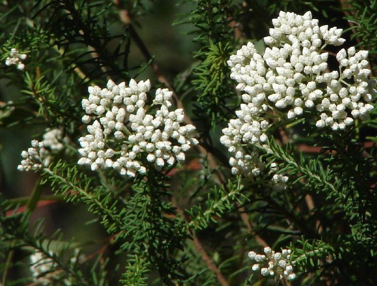 Ozothamnus diosmifolius ‘Pink’ (Pink Rice Flower)