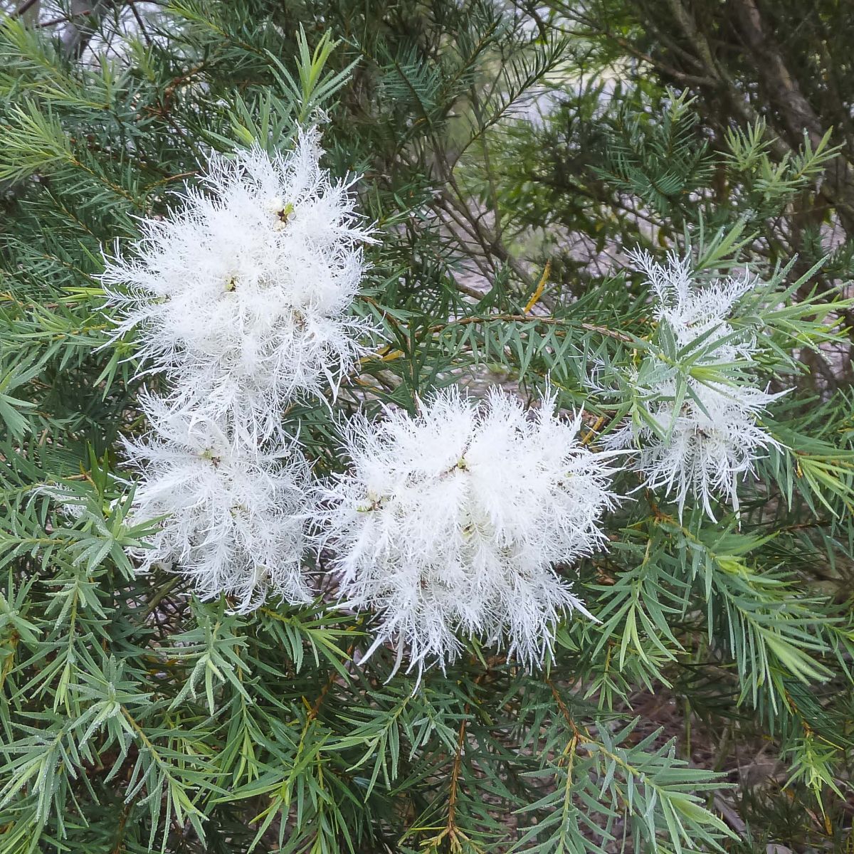 Melaleuca linariifolia ‘Mini Mel’ – Dwarf Paperbark