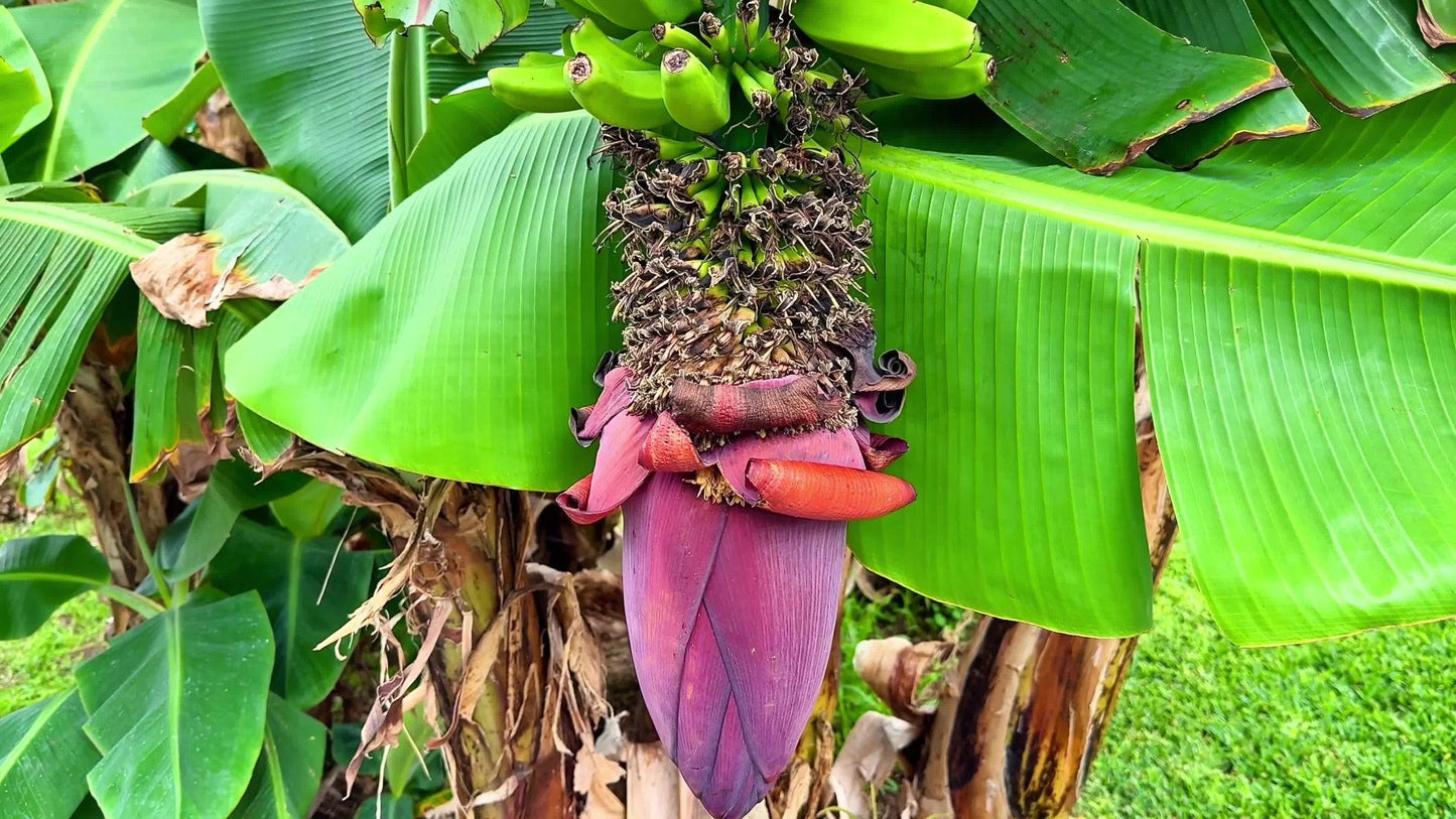 Musa (Banana)