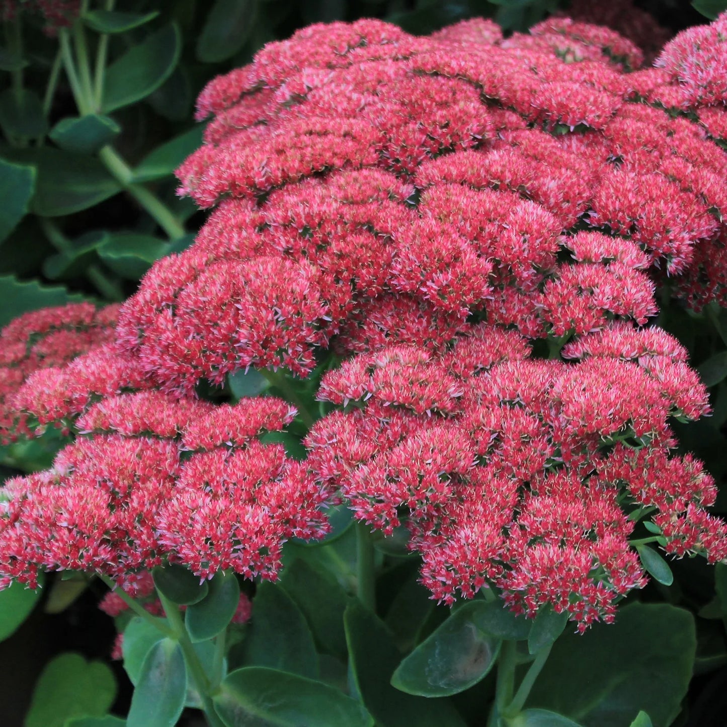 Sedum Autumn Joy