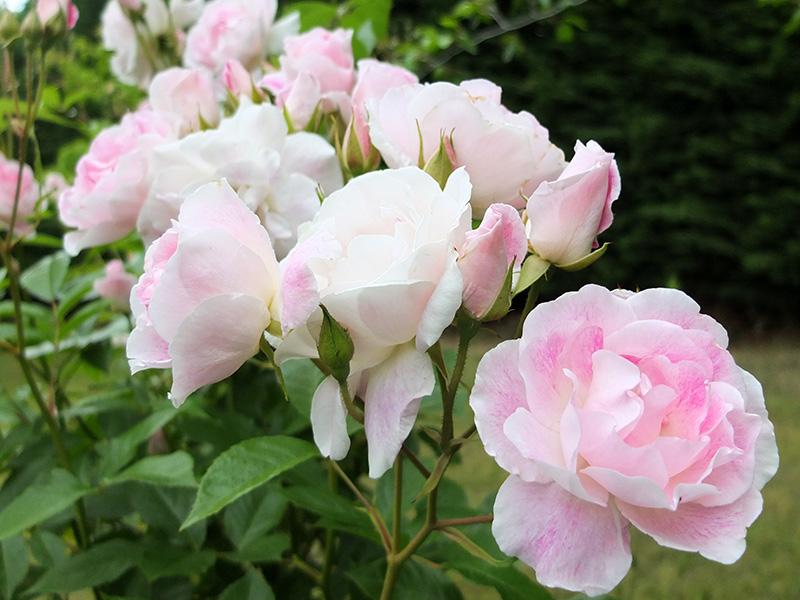 Rosa 'Blushing Pink Iceberg' Mini Standard (Floribunda Rose)