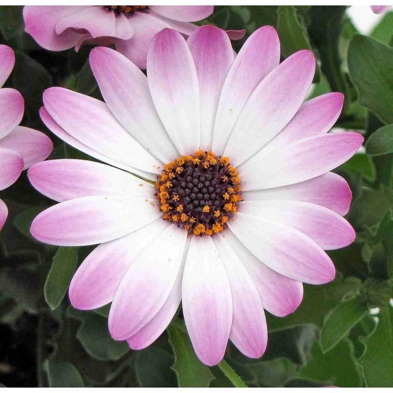 Osteospermum Ecklonis ‘Impassion Pink White’ (Pink White African Daisy)