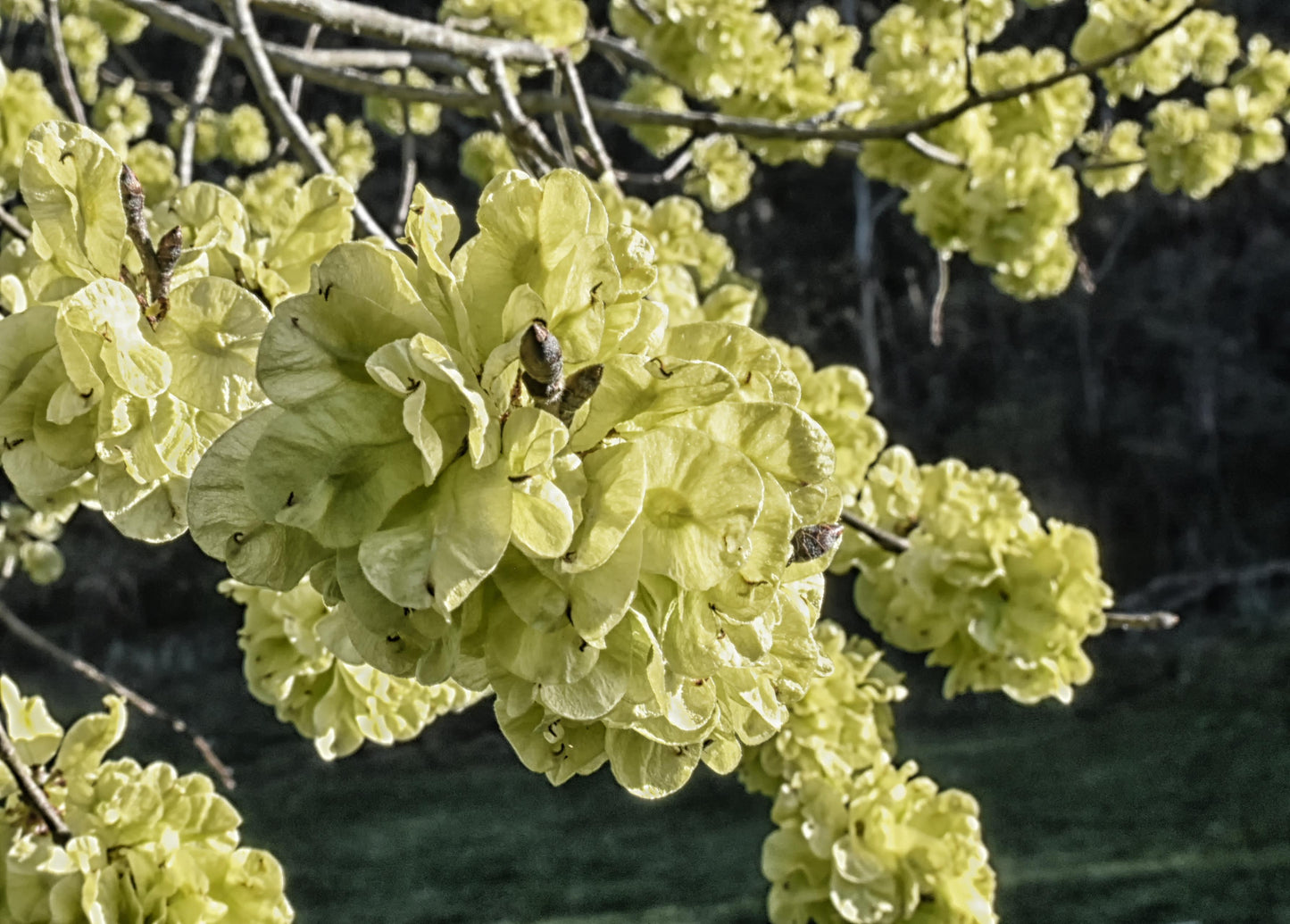 Ulmus Glabra ‘Lutescens’ (Golden Elm)