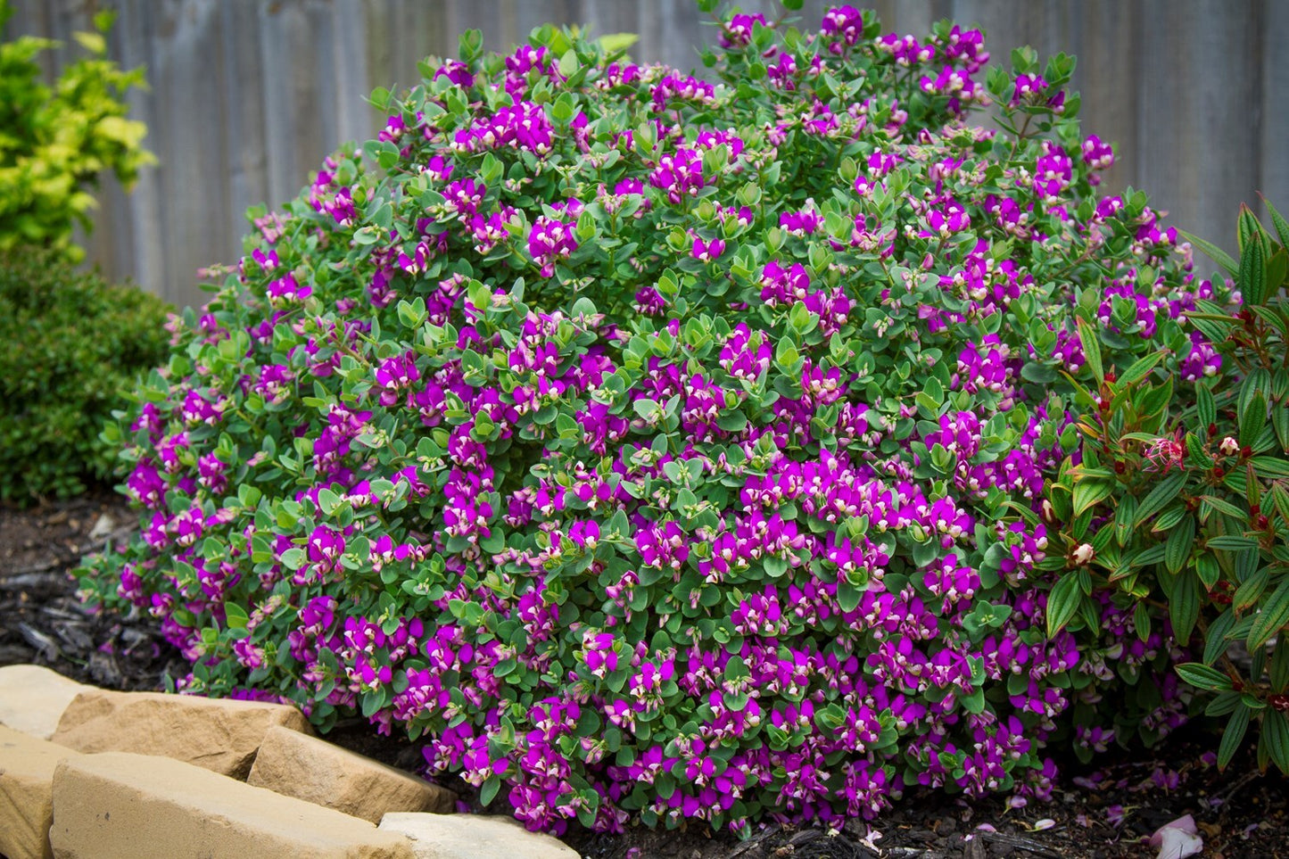 Polygala × Dalmaisiana ‘Little Polly’ (Little Polly Sweet Pea Shrub)