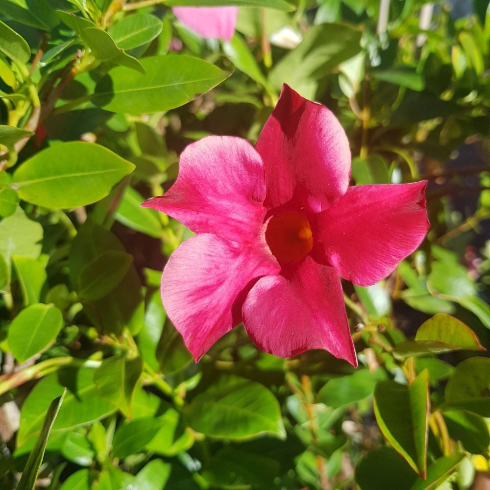 Dipladenia sanderi ‘Rio Red’ (Dipladenia Bush)
