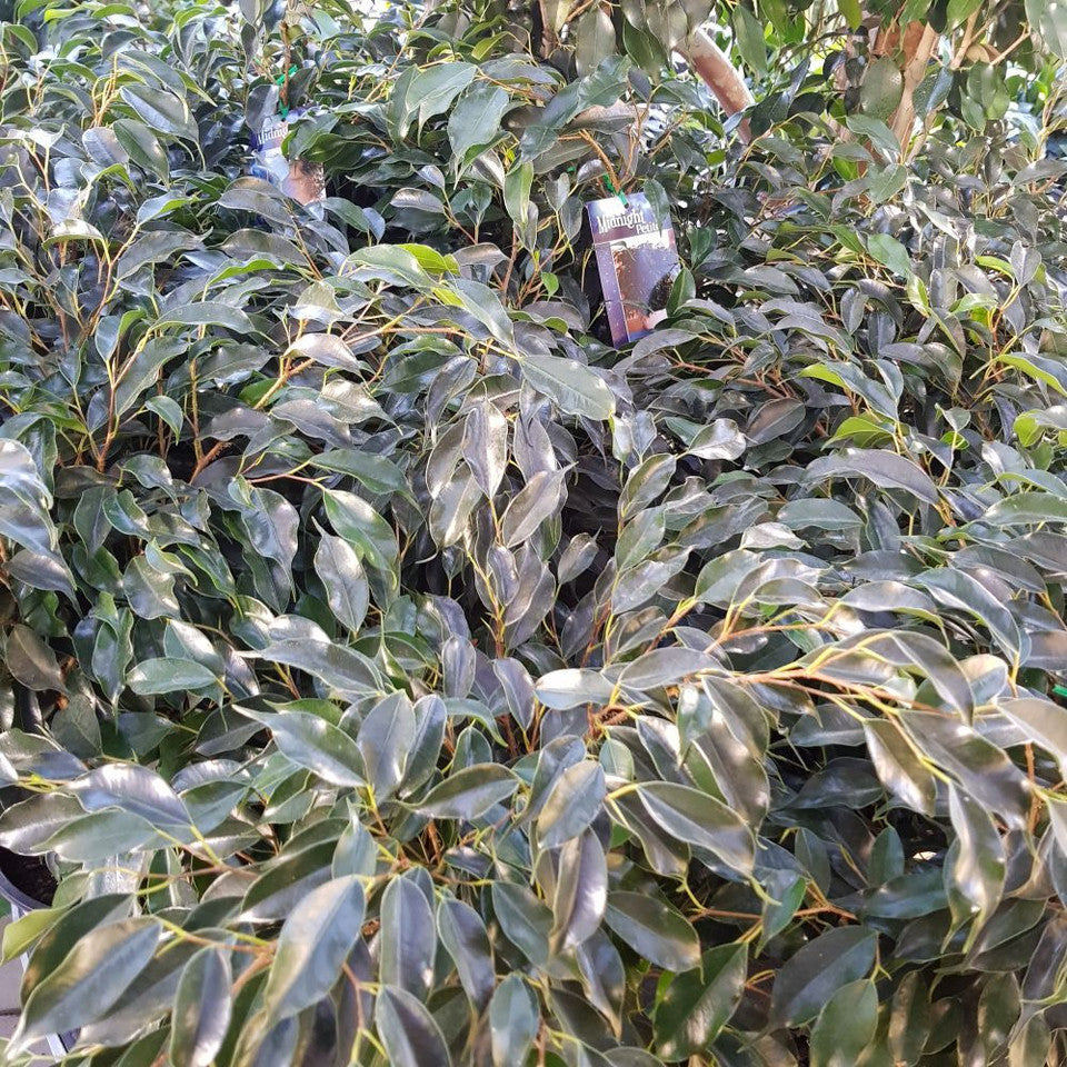 Ficus Benjamina Midnight Beauty (Weeping Fig Midnight Beauty)