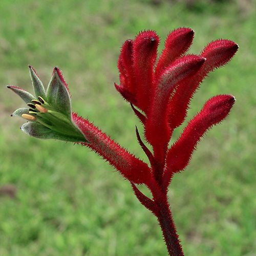 Anigozanthos 'Elegance' (Elegance Kangaroo Paw)