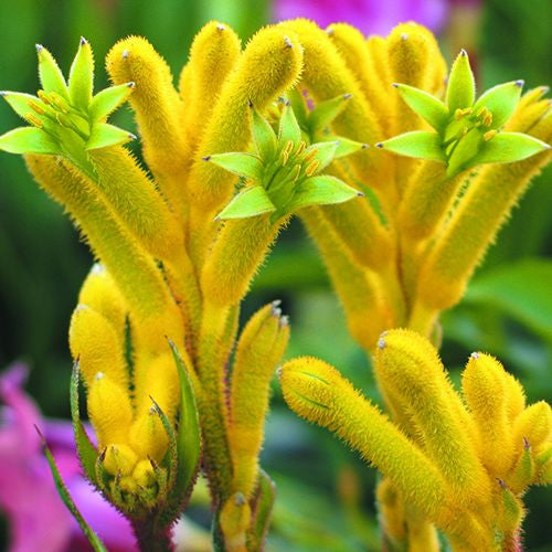 Anigozanthos 'Bonanza' (Bonanza Kangaroo Paw)