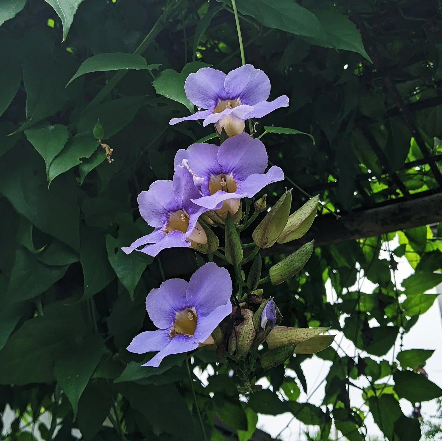 Thunbergia grandiflora (Blue Skyflower)