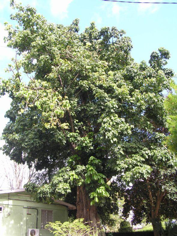 Pachira Insignis (Malabar Chestnut)