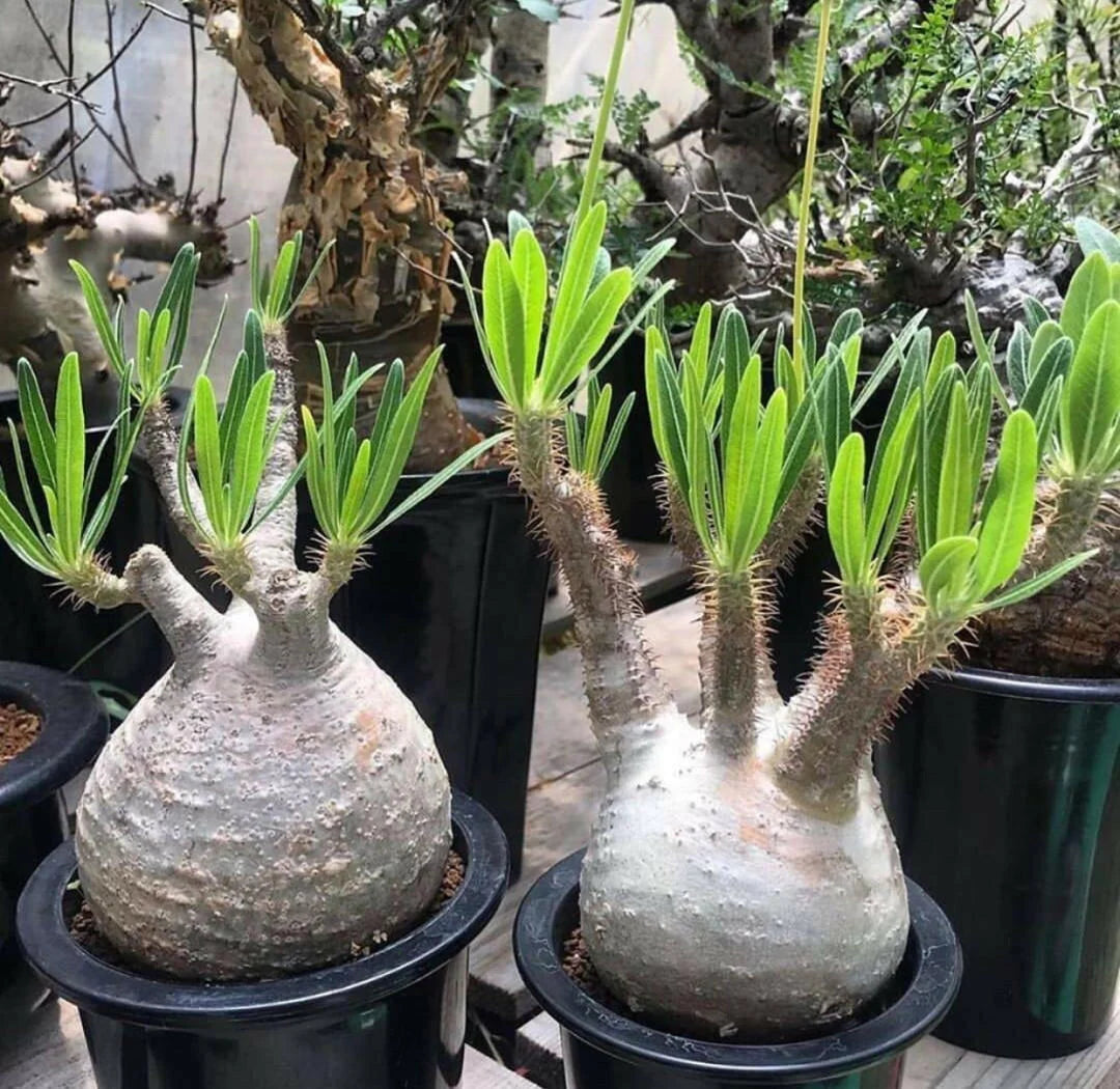 Pachypodium Rosulatum (Elephant’s Foot Plant)