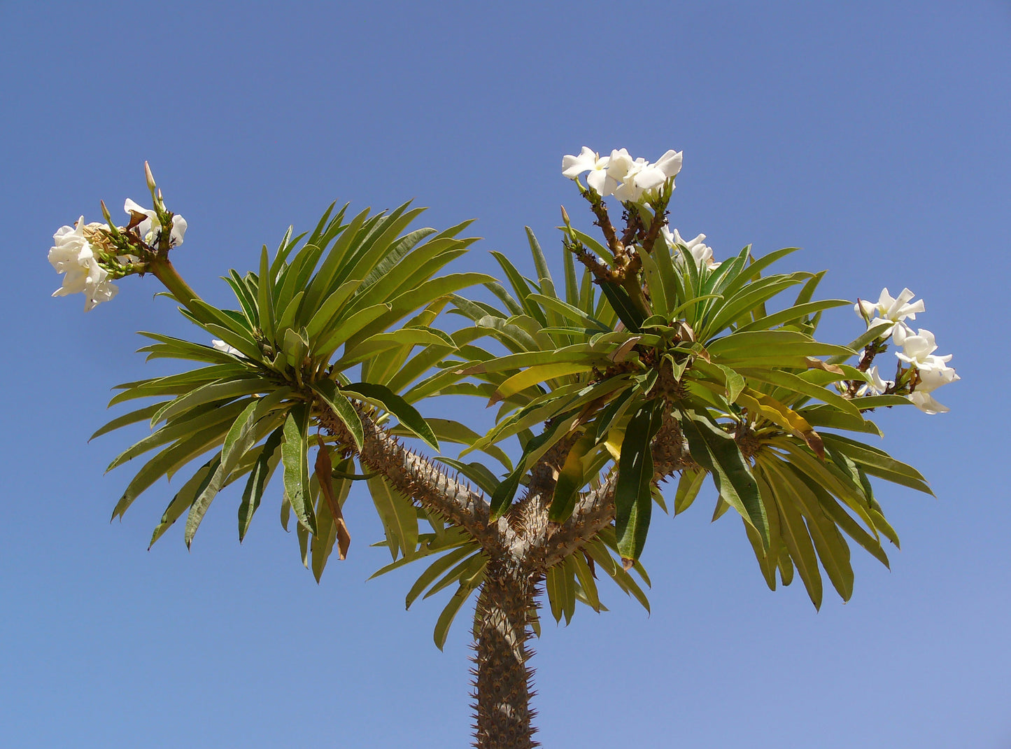 Pachypodium Lamerei (Madagascar Palm)