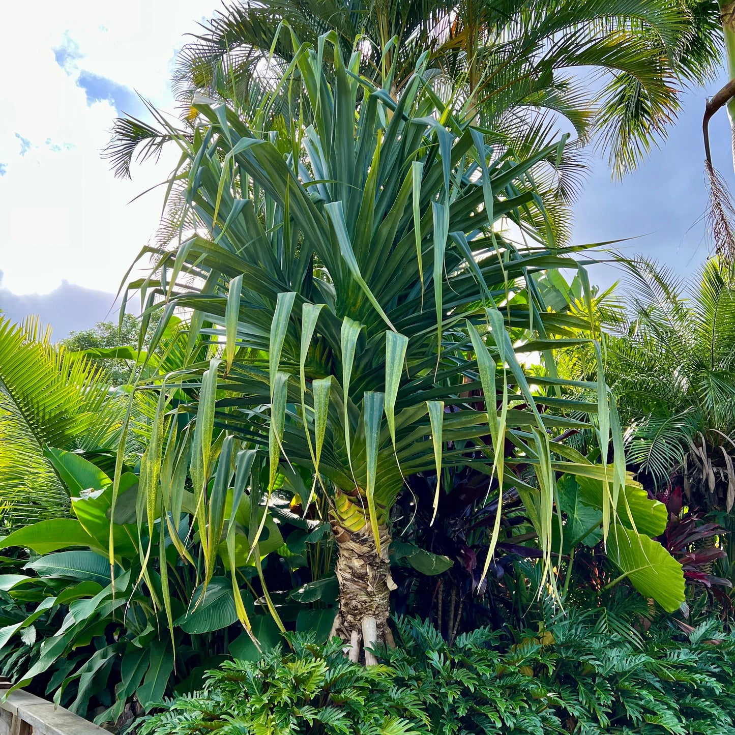 Pandanus Pedunculatus (Beach Pandanus)