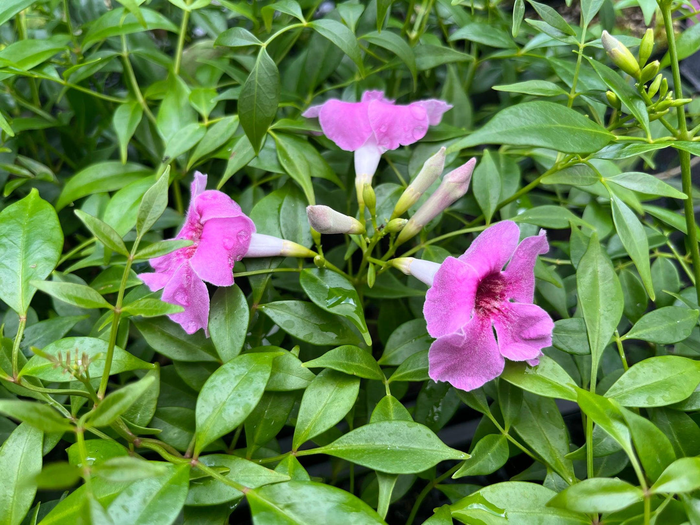 Pandorea Jasminoides 'Dark Pink' (Dark Pink Bower Vine)
