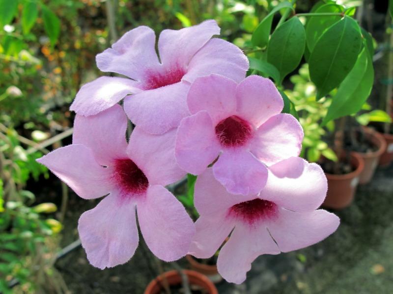 Pandorea Jasminoides 'Pink' (Pink Bower Vine)