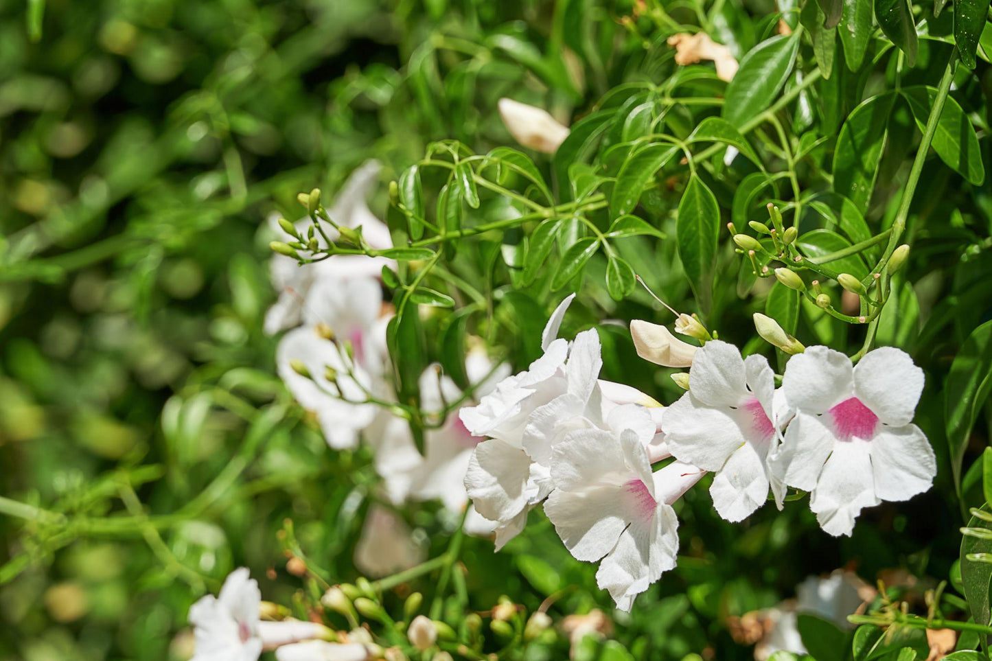Pandorea Jasminoides ‘Alba’ (Bower Vine)