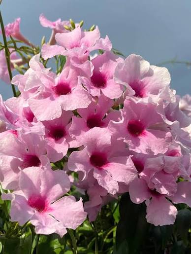Pandorea Jasminoides (Bower of Beauty)