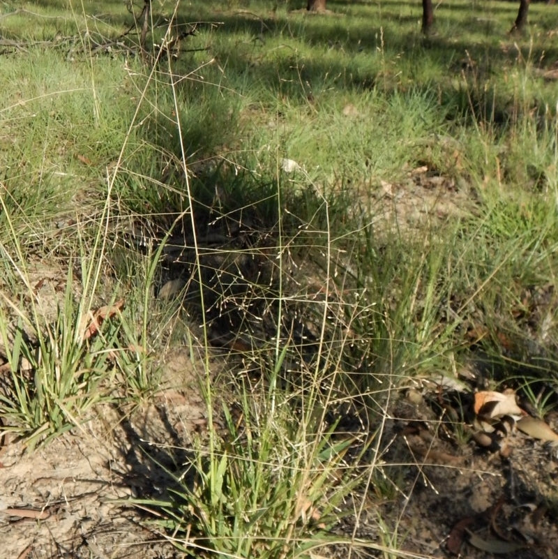 Panicum Effusum (Hairy Panic)