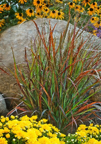 Panicum virgatum Rubrum (Red Switchgrass)
