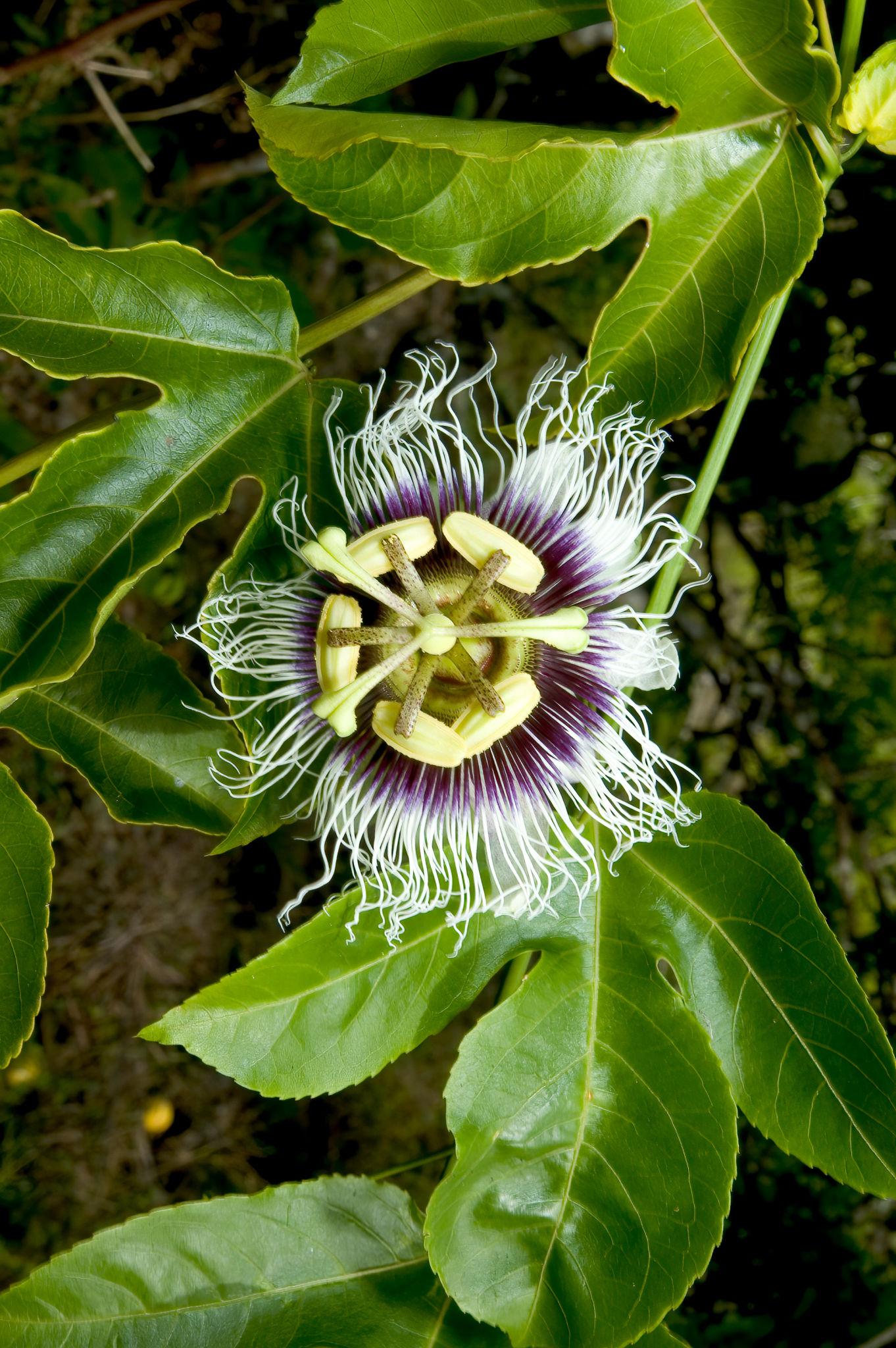 Passiflora Edulis ‘Panama Gold’ (Panama Gold Passionfruit)