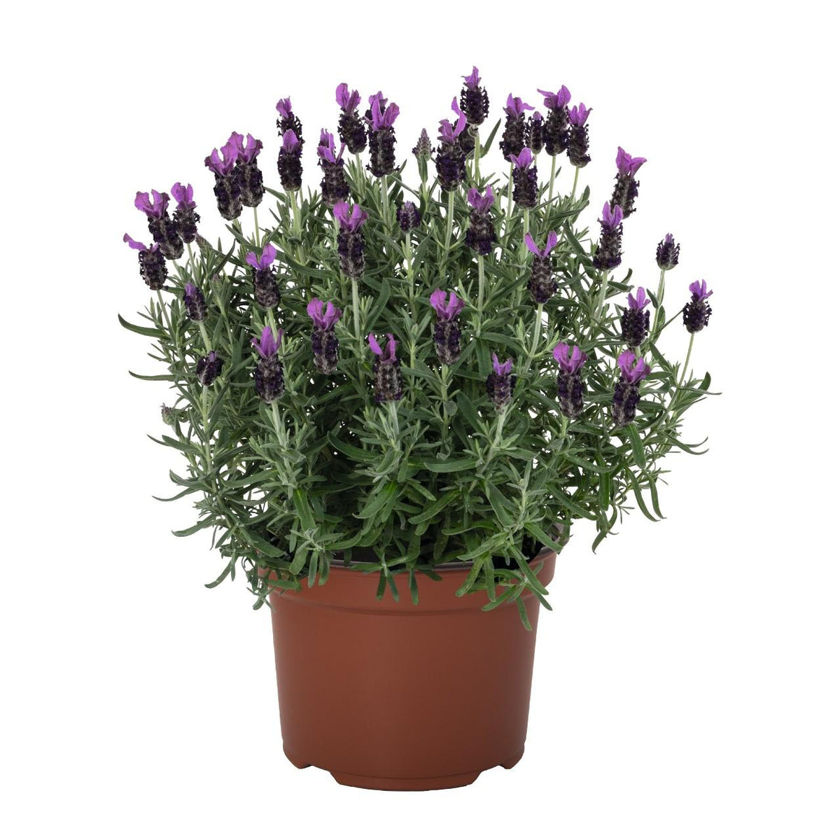 Lavandula Stoechas × Angustifolia ‘La Diva Big Night’ (Lavender La Diva Big Night)