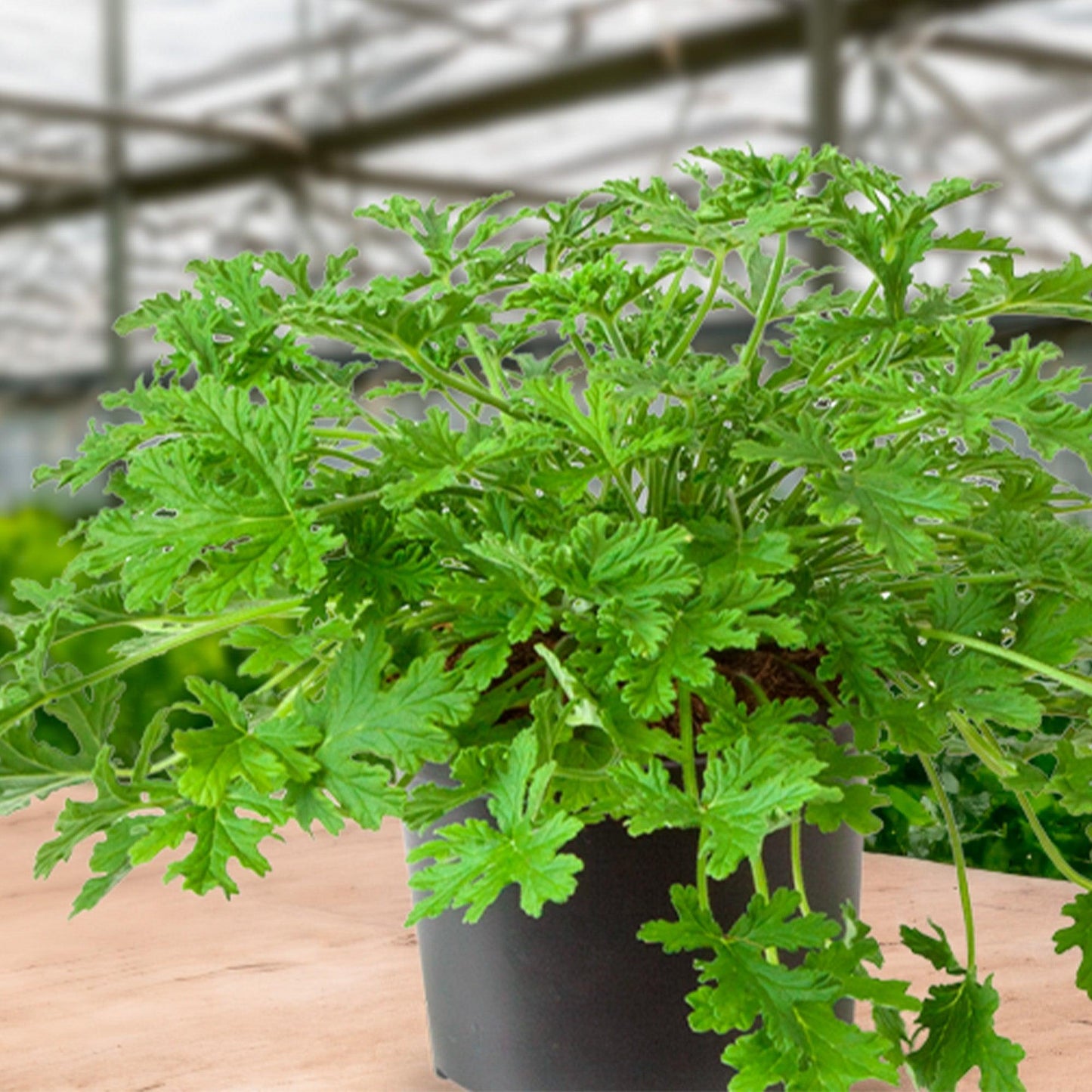 Pelargonium Graveolens (Citrosa Geranium)