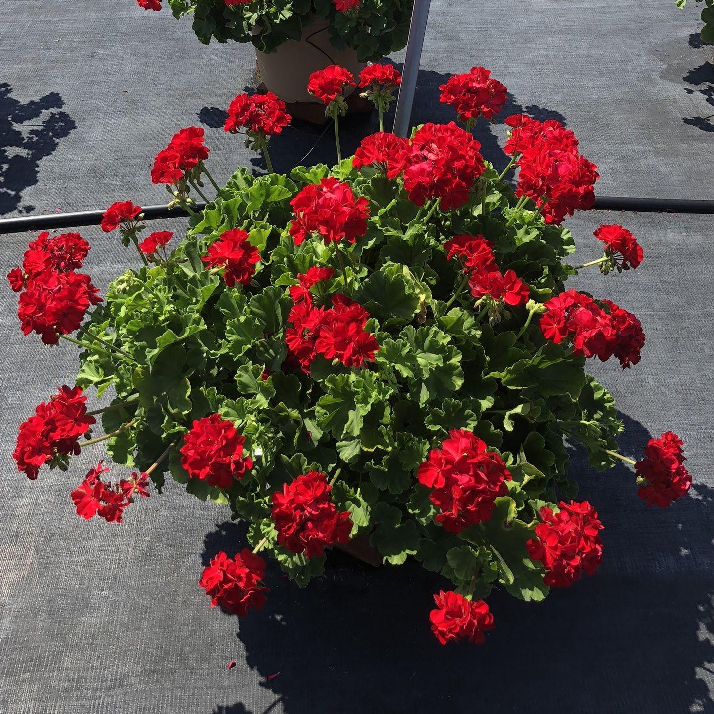 Pelargonium Interspecific ‘Calliope Big Red’ (Geranium)