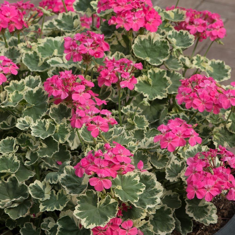 Pelargonium Madame Salleron (Variegated Geranium)