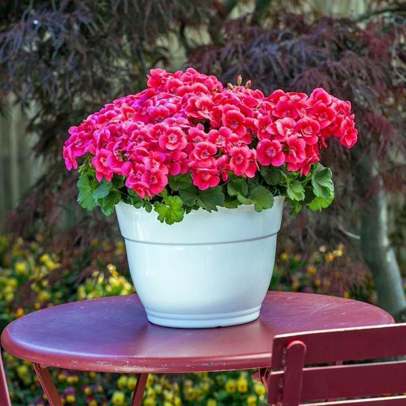 Pelargonium Zonale ‘Pretty Little Pink Splash’