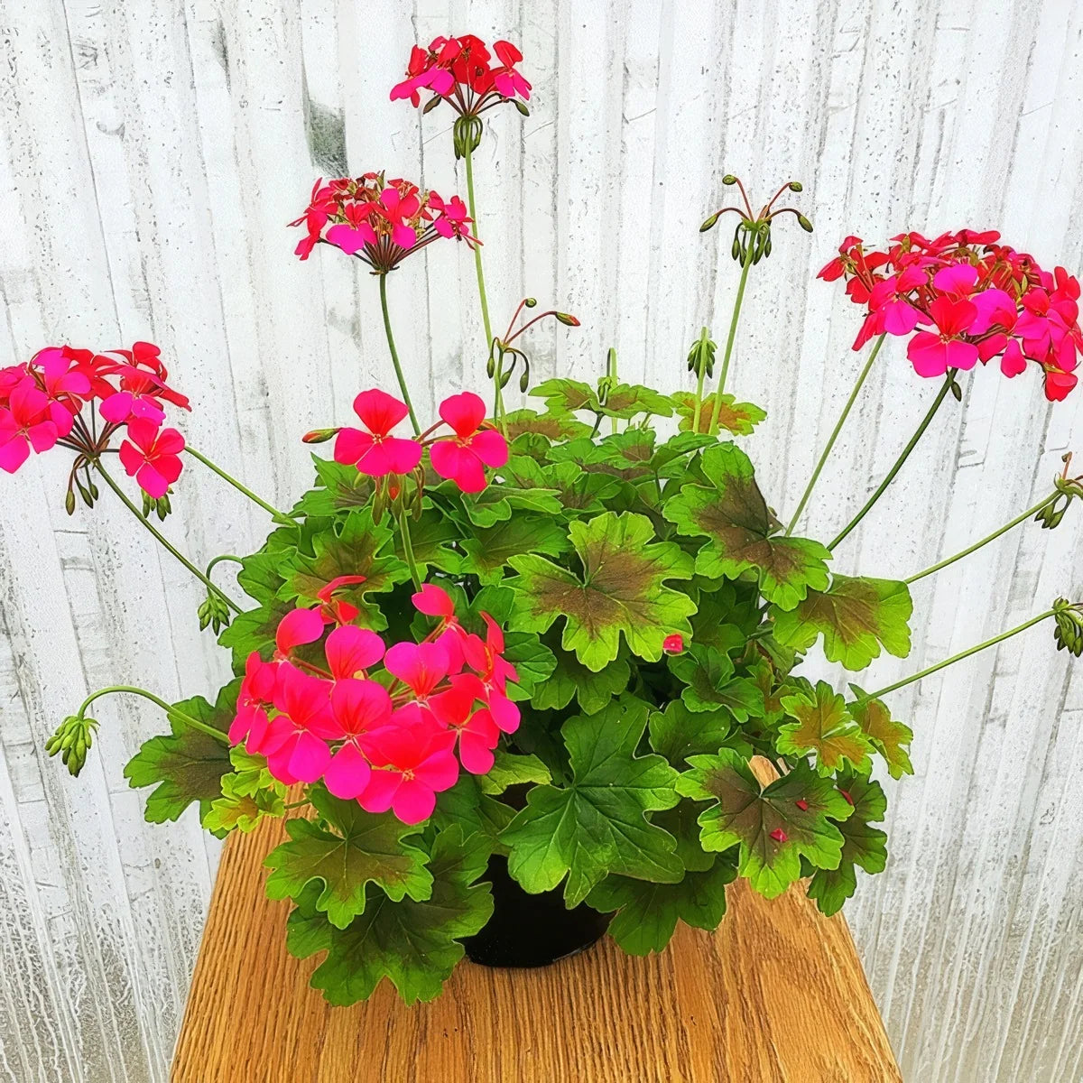 Pelargonium ‘Candy Queen’ (Candy Queen Geranium)