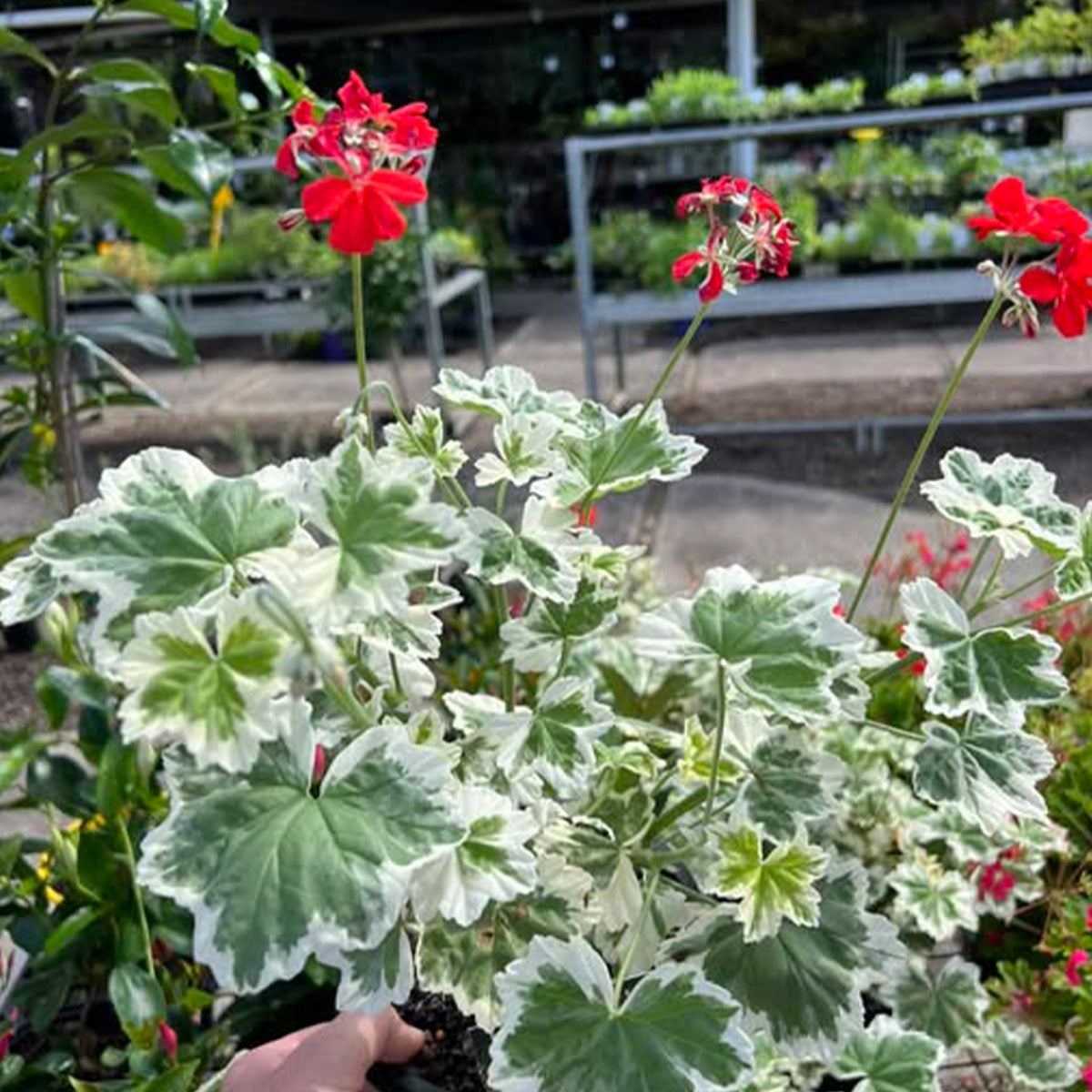 Pelargonium ‘Ice Queen’ (Ice Queen Geranium)
