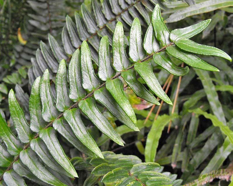 Pellaea falcata (Sickle Fern)