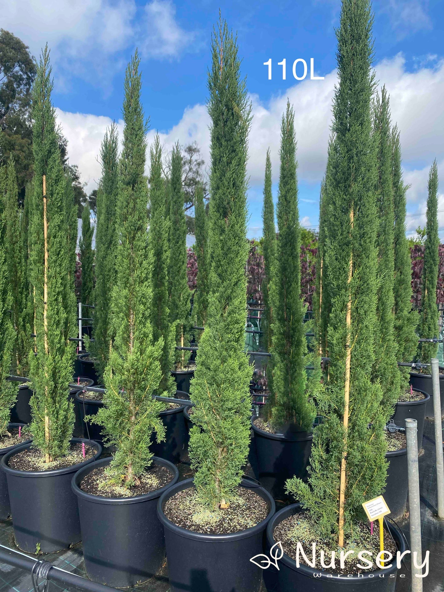 Cupressus Sempervirens Glauca (Italian Pencil Pine)