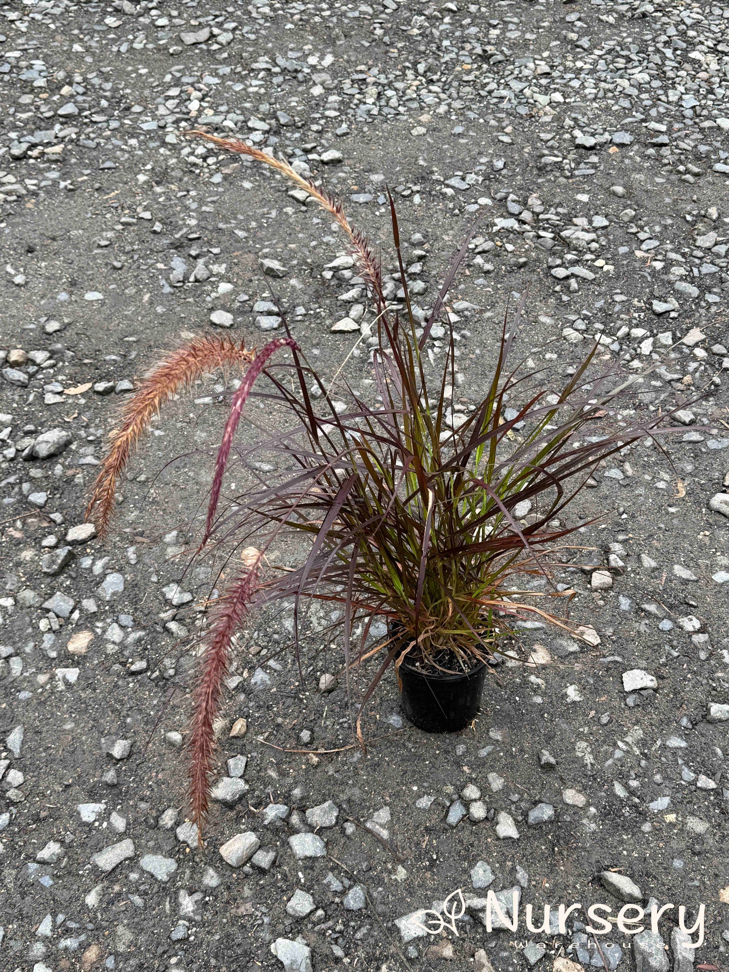 Pennisetum Alopecuroides (Fountain Grass)