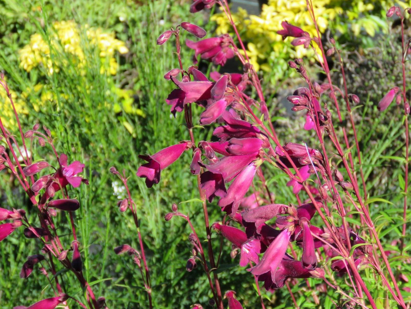 Penstemon Blackbird (Beardtongue ‘Blackbird’)