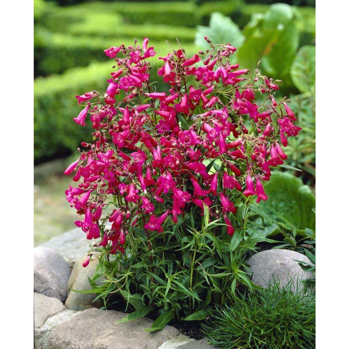 Penstemon Garnet (Beardtongue)