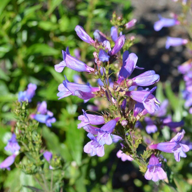 Penstemon 'Catherine De La Mare' (Penstemon Catherine De La Mare)