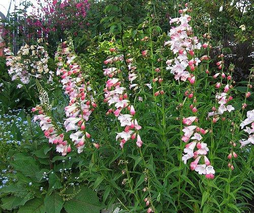 Penstemon ‘Thorn’ (Beardtongue)