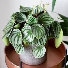 Peperomia Argyreia (Watermelon Peperomia)