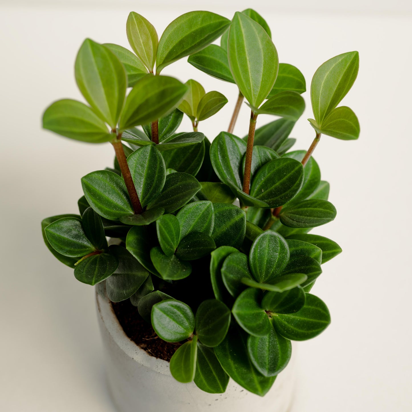 Peperomia Clusifolia ‘Tricolour’ (Jade Peperomia)