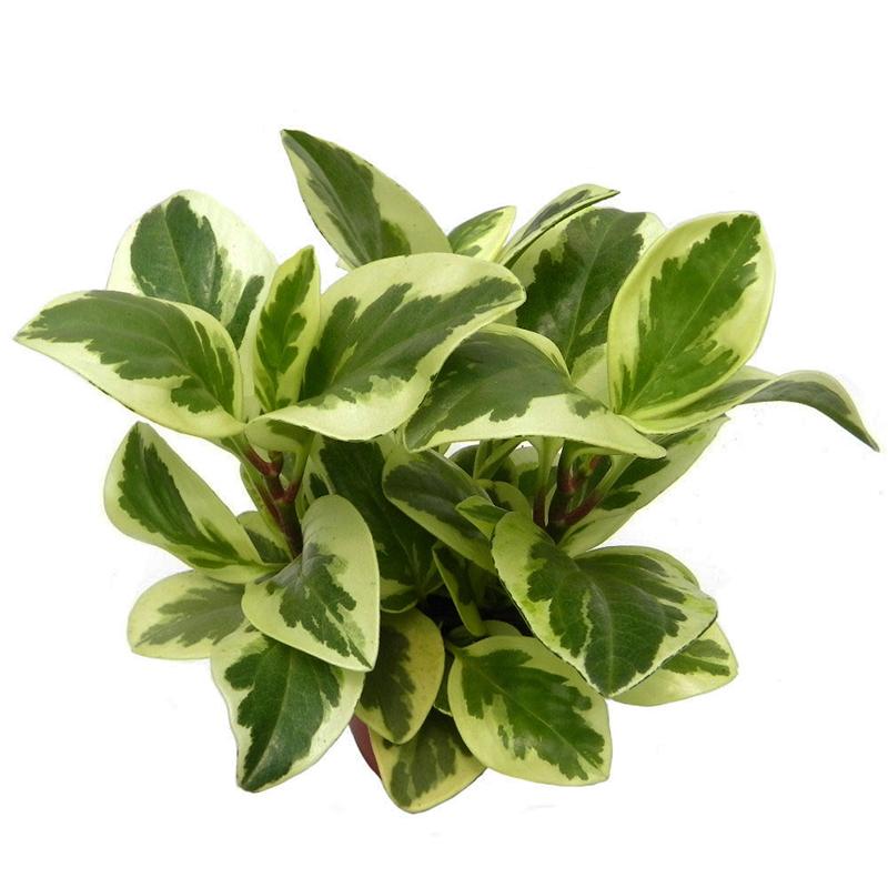 Peperomia Obtusifolia ‘Albo-Marginata’
