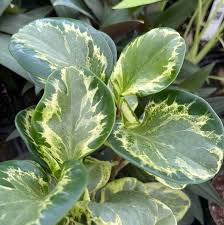 Peperomia Obtusifolia 'Golden Gate' (Golden Gate Peperomia)
