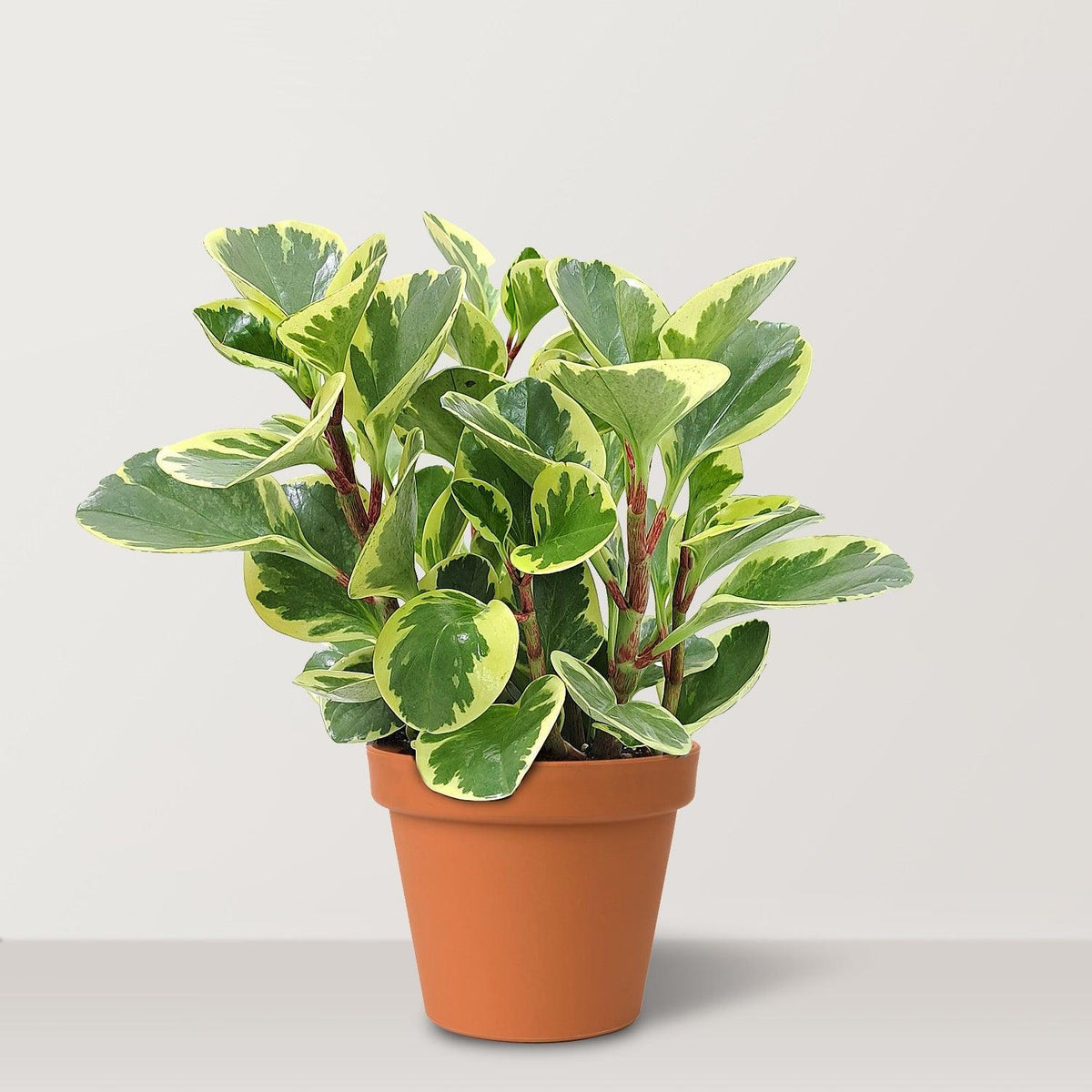 Peperomia Obtusifolia ‘Variegata’ (Variegated Baby Rubber Plant)